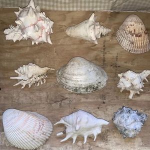 Seashells lot of 9 range from 4‎ 1/2” - 5”.